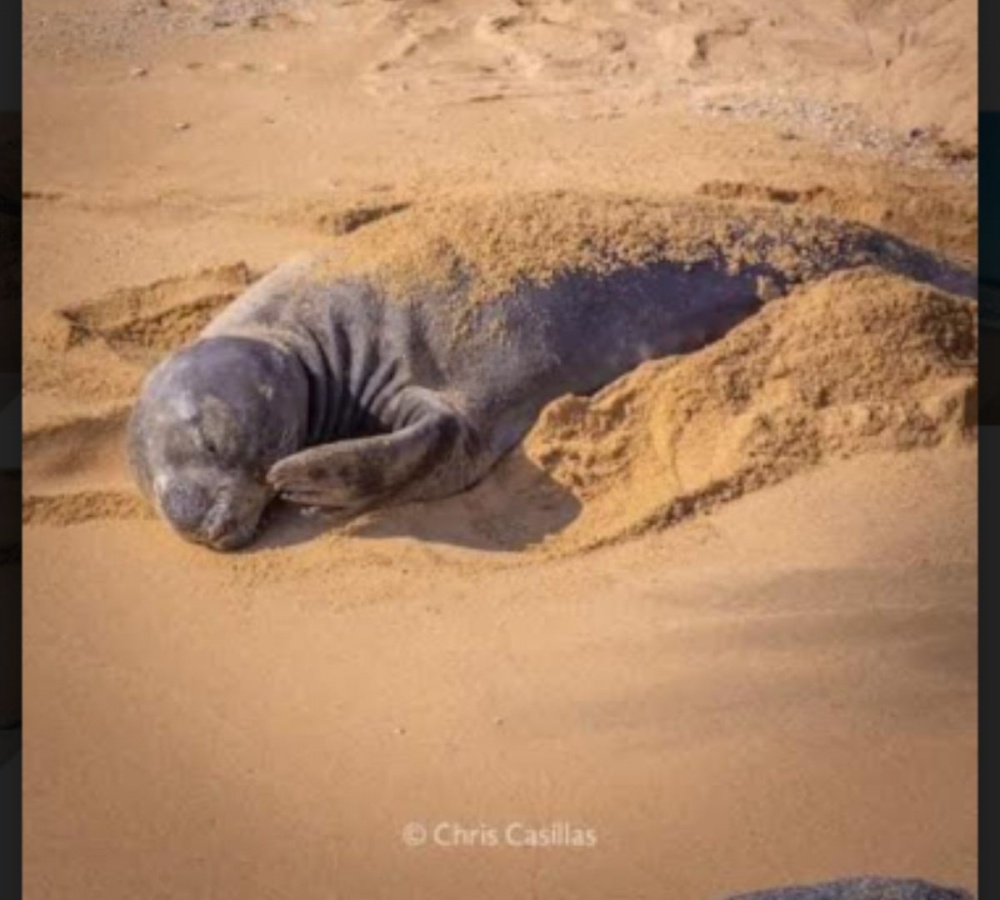 Elefante marino visto en Chiapas ahora descansa en Huatulco