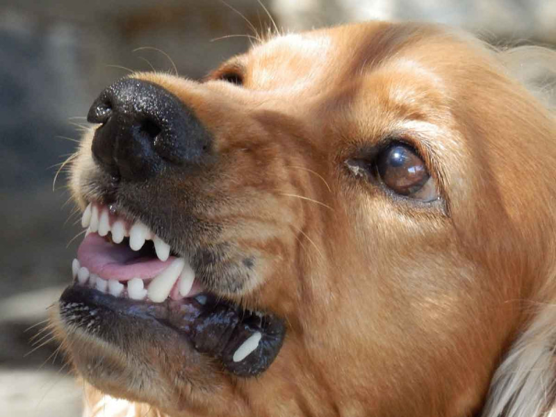 Confirman caso de rabia en un perro en Sonora; el animal mordió a su dueña
