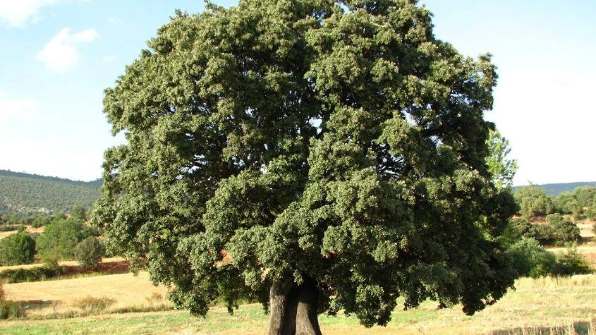 ¿Cuáles son los árboles que resisten las heladas en Chihuahua?