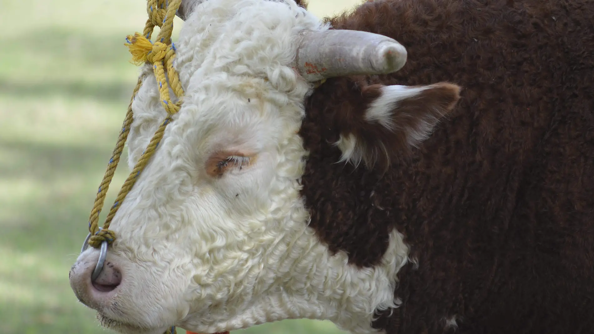 Esperan supervisión del Departamento de Agricultura de EU en San Jerónimo para reanudar exportación de ganado
