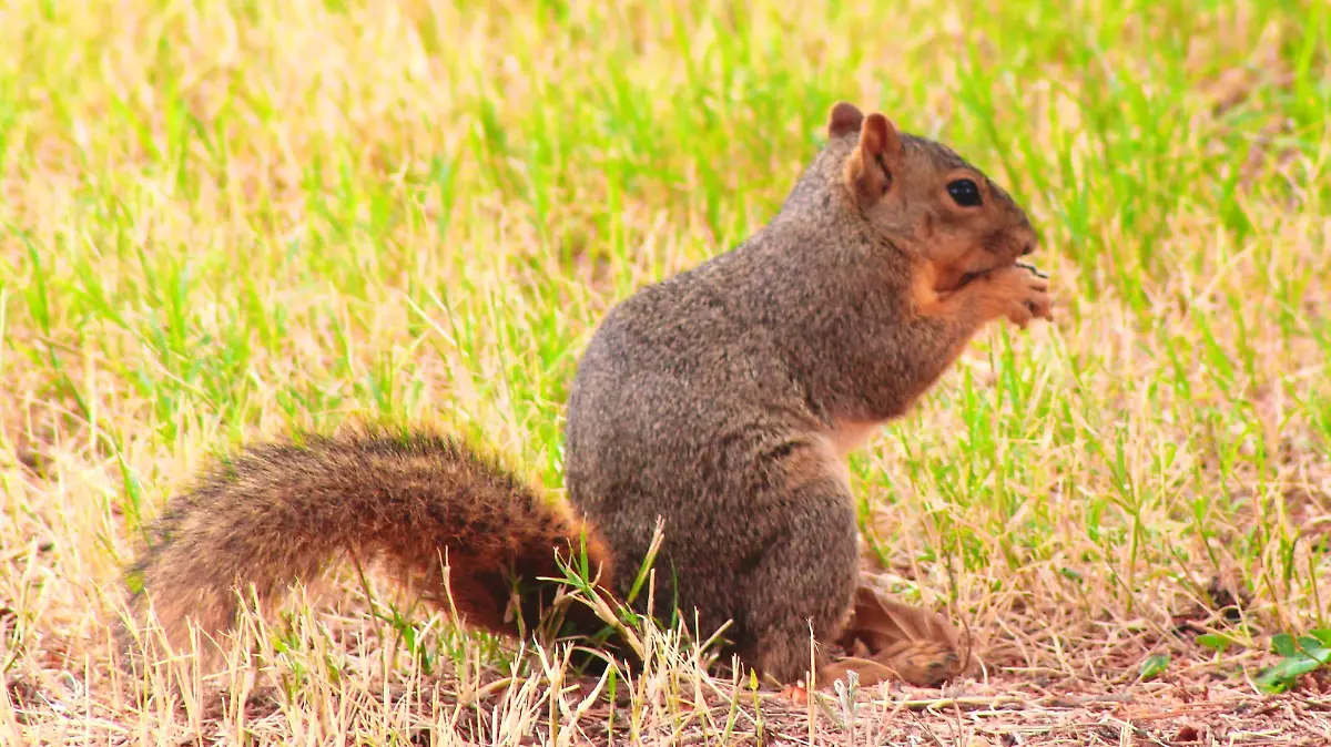 Pronostican día soleado en Ciudad Juárez, con máximas de 34°C